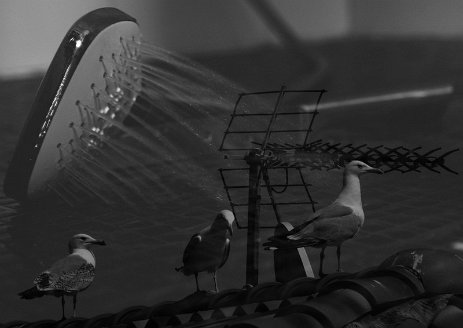 Hitchcock F3a Psychose. Les oiseaux. JEAN-LUC