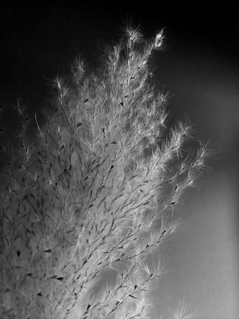 Clair obscur Célia (4) Célia