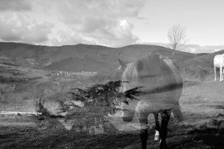 L'arbre - cheval - Mado